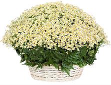 Цветочная композиция из Ромашки в корзине #REPLACE_PRED# Кунашак